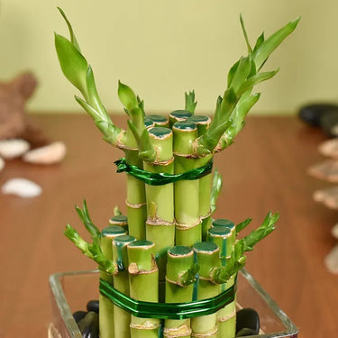 Two Layer Lucky Bamboo in Square Glass Vase